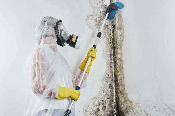 Professional Mold Removal in Cheshire Village, CT