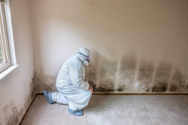 Best Mold Damage Repair  in Cheshire Village, CT