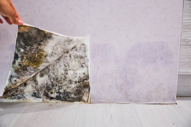 Best Mold Testing  in Cheshire Village, CT